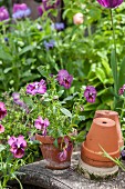 Violas in terracotta pot in garden