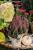 Heather, sedum and ornamental squash on small garden table