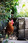 Chicken hiding in the garden