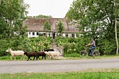 Schafe und Fahrradfahrer vor traditionellem, friesischem Bauernhaus aus dem 17. Jahrhundert
