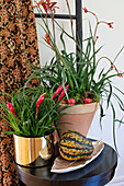 Flowering vriesea and kangaroo flower in plant pots