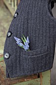 Grape hyacinths in pocket of knitted waistcoat