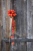 Posy of rose hips and physalis flowers on weathered door