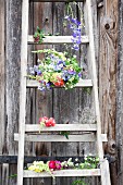 Cottage-garden flowers on wooden ladder