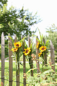 Posies of sunflowers on wooden fence