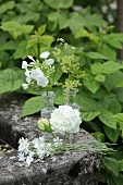 Various white flowers in small glass vases on edge of stone trough