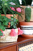 Cactus in painted pot and ivy in basketwork planter decorated with pink tassels