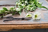Metal scissors and flowers on battered table