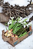 Snowdrops with bulbs and moss in wooden crate