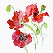 Common Poppy (Papaver Rhoeas)