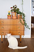 Cat in front of plants in painted pots on top of retro cabinet