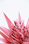 Close-up of pink Aechmea flower