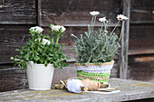 Potted ox-eye daisy in crocheted raffia cover and ranunculus planted in white bucket