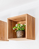Primula in wooden box mounted on wall as shelf