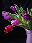 Tulips in lilac jug