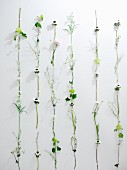 White wall decorated with different flowers
