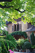 Blick durch Zweige und einen Baum auf eine Holzhaus mit Kübelpflanzen