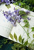 Wisteria raceme on sketch book