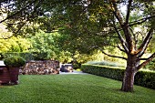 Magnificent tree on lawn, delimited by box hedge and natural stone wall