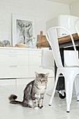 Katze sitzt neben weißem Metallstuhl in heller Küche mit weißem Boden