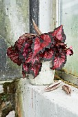 Rex begonia with reddish leaves in pot on mossy windowsill