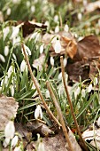 Harbingers of spring: Snowdrops amongst dried leaves in garden