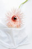 Pale pink Gerbera daisy lying on white cloth