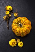 Sweet dumpling squash and yellow everlasting flowers on black surface