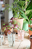 Ableger einer Buntnessel im Trinkglas zwischen anderen Pflanzen