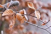 Beech leaves covered in hoar frost on branch in woodland