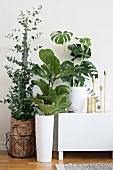 Eucalyptus, fiddle leaf fig and Swiss cheese plant