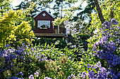 Flowering bellflowers (Campanula) in garden with wooden summerhouse in background