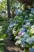 Blue-flowering hydrangea in garden