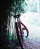 Old red bicycle leaning against bamboo in garden