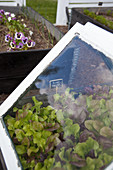 Lettuces in raised beds with glass cloches