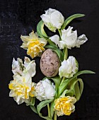 weiße Papageientulpen und gefüllte Narzissen um ein marmoriertes Ei