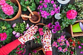 Various spring and summer flowers, flower box and gardening tools, hands potting on plant