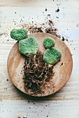 Kaktus (Opuntia microdasys) auf Holzplatte