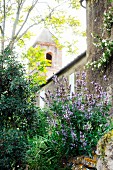 Blühender Salbei vor einer Mauer im wilden Garten