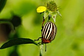 Colorado potato beetle (Leptinotarsa decemlineata) on plant in garden