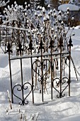Rudbeckia seedheads amongst ornamental metal fencing in wintry, snow-covered garden