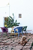 Kleiner Hund auf Kopfsteinpflaster vor Korbsesseln und Kaktus an weißer Hauswand
