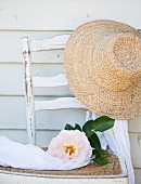 Overblown rose and straw hat on old chair