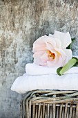 Overblown rose on stacked towels