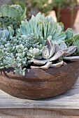 Various succulents planted in bowl