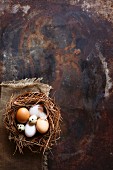 Various fresh eggs in nest