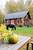 Pony on lawn in autumnal garden of Falu-red Swedish house
