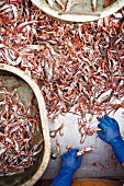 Frisch gefangene Kaisergranate werden auf dem Fischkutter 'Avel an Heol' sortiert, Frankreich
