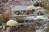 Der erste Schnee im Garten : Chrysanthemum multiflora