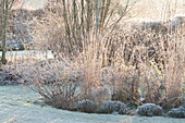 Frozen flowerbed with grasses, perennials and thymus (thyme)